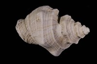 藏品(細腰岩螺)的圖片